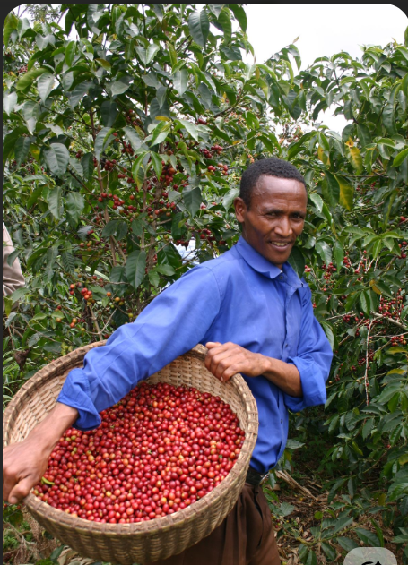 Rwandan coffee farmer partner
